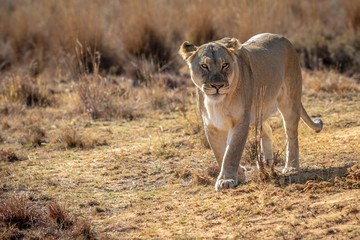 Naklejka premium Lioness walking towards the camera.