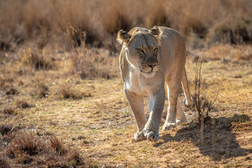 Lioness walking towards the camera.