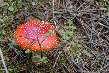 Red toadstool in a forest