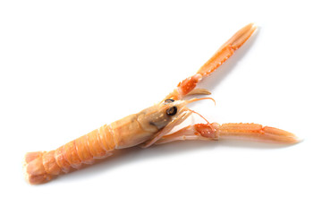 Langoustine also called scampi or Norway Lobster, expensive seafood isolated on a white background, copy space, selected focus, narrow depth of field