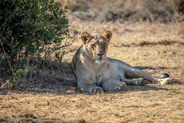 Fototapeta na wymiar Lioness laying in the grass under a bush.