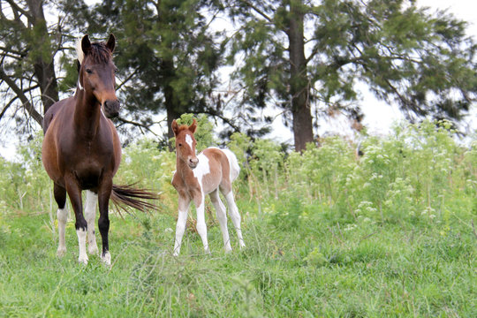 Yegua y Potrillo