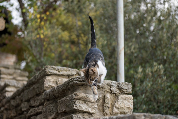 a cat in a garden
