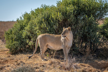 Lioness standing in the grass and looking around.