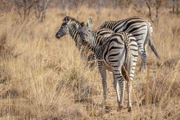 Fototapeta na wymiar Zebras standing in the high grass.