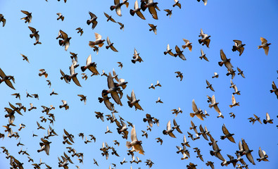 Many pigeons fly in the sky