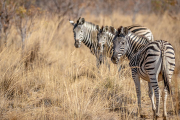 Obraz premium Zebras standing in the high grass.