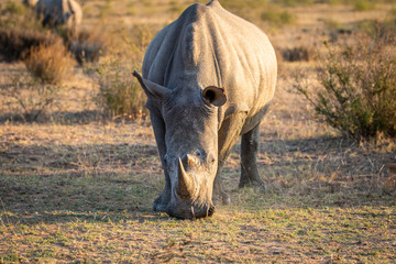 White rhino standing in the grass and grazing.
