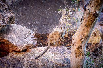 in the Australian outback a kangaroo sits on a rock and looks into the camera