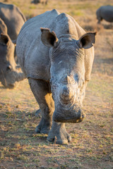 Obraz premium Close up of White rhino starring at the camera.