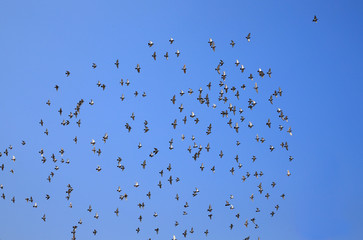 Many pigeons fly in the sky