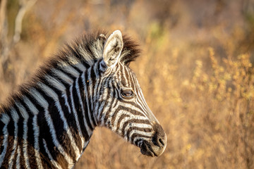 Fototapeta na wymiar Close up of a young Zebra in the bush.
