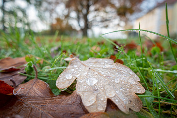 colorful foliage lies on the lawn and on the foliage are many dew drops