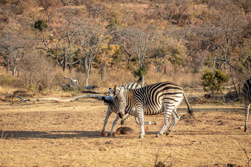 Obraz na płótnie Canvas Two Zebras fighting on a plain.