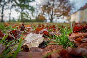 colorful foliage lies on the lawn and on the foliage are many dew drops