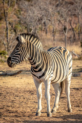 Fototapeta na wymiar Zebra standing in the grass in the bush.