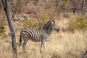 Zebra standing in the grass and starring.