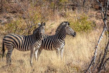 Fototapeta na wymiar Two Zebras standing in the grass.