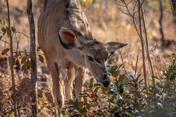 Young female Kudu eating some leaves.