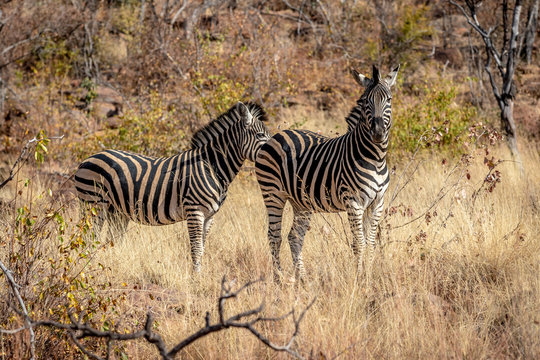 Two Zebras standing in the grass.