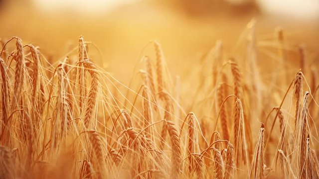 Beautiful summer wheat and barley growing in after a long warm summer. 