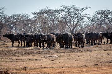 Naklejka na ściany i meble Big herd of African buffalos on an open plain.