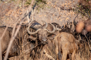 African buffalo starring at the camera.