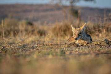 Black-backed jackal laying in the sand.