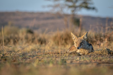 Black-backed jackal laying in the sand.