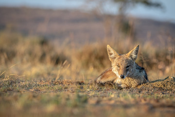 Black-backed jackal laying in the sand.