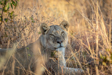 Lioness laying in the grass in the bush.