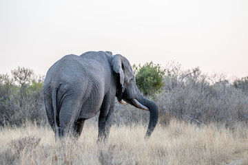 Fototapeta premium Big Elephant bull facing away from the camera.