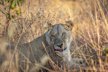 Lioness laying in the grass in the bush.