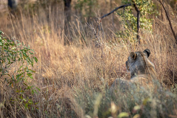Lioness walking in the bush in the high grass.
