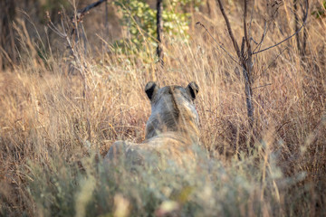 Lioness walking in the bush in the high grass.