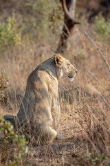 Lioness sitting in the grass and looking.