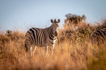 Zebra standing in the grass in the bush.