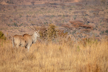 Eland standing in the high grass.