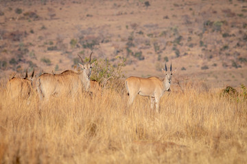 Naklejka premium Herd of Eland standing in the grass.