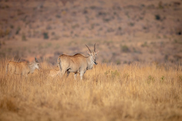 Naklejka premium Herd of Eland standing in the grass.