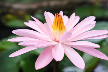 Fototapeta premium Wild lotus blossom with bee on pink, purple and white flowers in pond