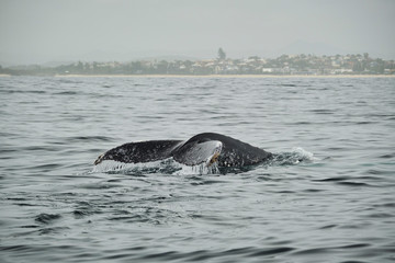 Fototapeta premium Whale head lunging and feeding with talk and peck fins up teaching calf how to feed and mouth open