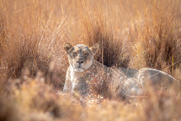Lioness laying in the high grass.