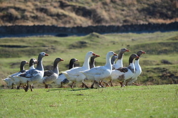 bird, goose, nature, animal, geese, wildlife, white, duck, birds, grass, feather, water, wild, beak, animals, farm, swan, green, park, waterfowl, flock, canada, fowl