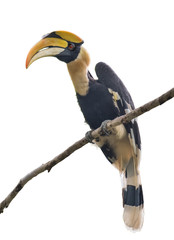 The Great hornbill on branch on the white ground