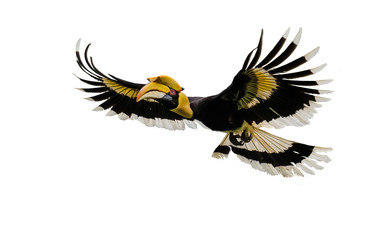 The Great hornbill Flying on the white ground © sunti