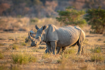 White rhino standing in the grass. © simoneemanphoto