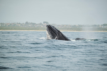 Whale head lunging and feeding with talk and peck fins up teaching calf how to feed and mouth open