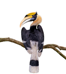 The Great hornbill on branch on the white ground
