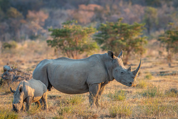 Obraz premium White rhino and baby calf standing in the grass.